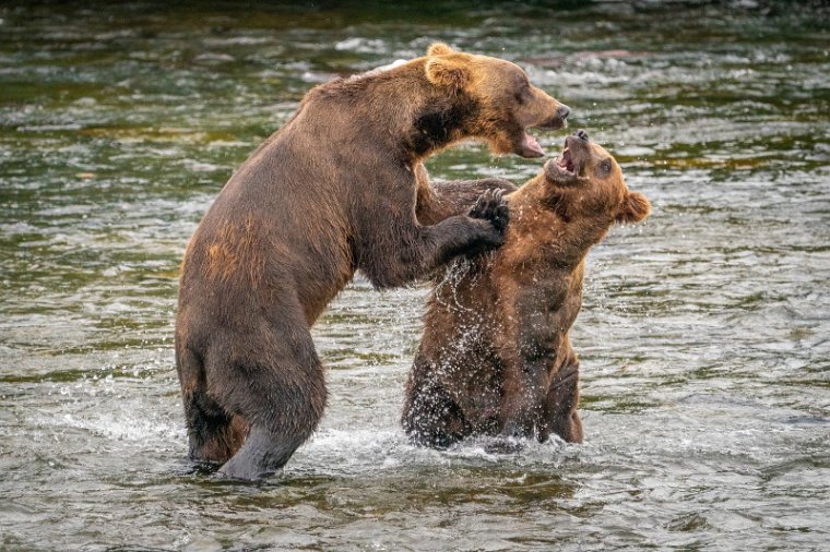 152 Katmai NP, bruine beren.jpg